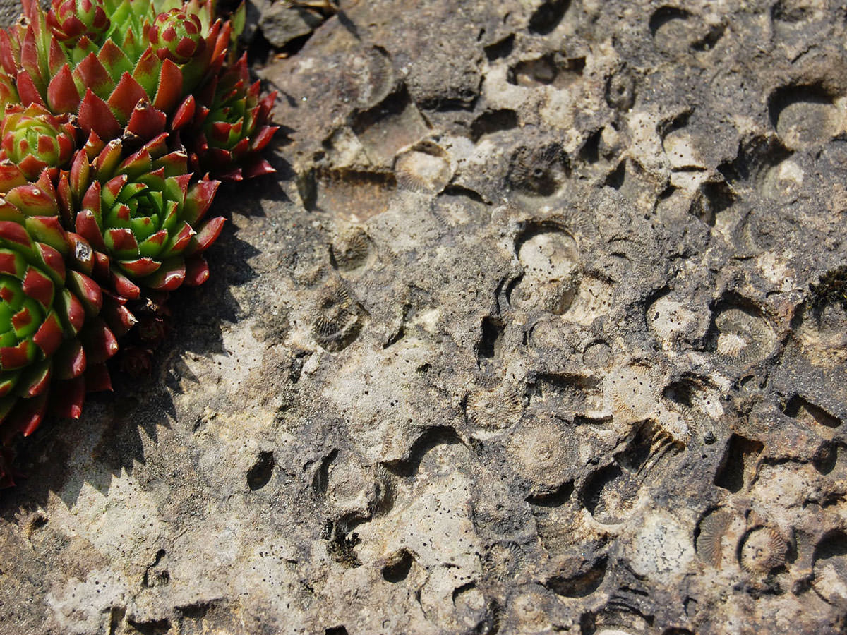 Eine Detailaufnahme eines gefundenen Fossils im Lindlarer Steinbruch. BGS GmbH