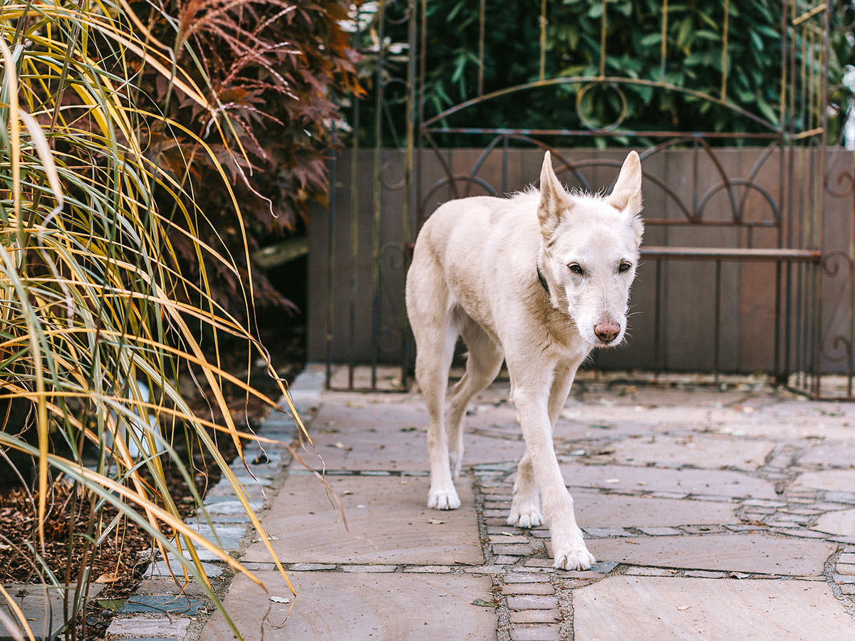Der Bürohund läuft über ein polygonales Pflaster in der Ausstellungsfläche. BGS GmbH
